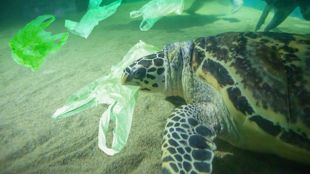 pollution plastique océan